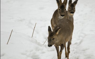 Rådjur med avskalad päls på benen. Foto: Hasse Ångman