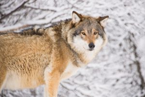 ”Hur kan det behövas så många fler vargar här än exempelvis i Yellowstone”, frågar sig skribenten.