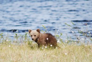 Det hittades knappt sju föryngringar av björn i Norge under 2017.