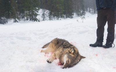 Hanvarg skjuten i Norge på ordinarie licensjakt en tidigare vinter. Foto: Kjell-Erik Moseid