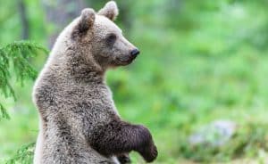 Inventering visar att det finns för många björnar i Dalarna.