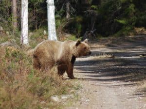 Tilldelningen för höstens björnjakt blir oförändrad i Dalarna.