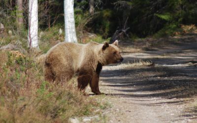 Tilldelningen för höstens björnjakt blir oförändrad i Dalarna.