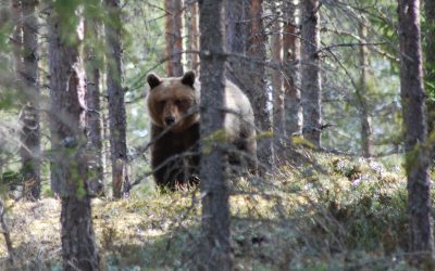 Björnstammen i Gävleborgs län kan vara väsentligt högre än beslutat antal.