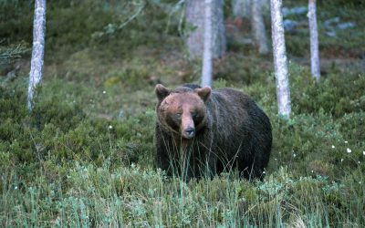 Det blir licensjakt på björn i Norrbottens län i höst.
