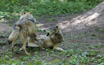 Landshövding och tjänstemän bör se till att förvaltningsjakt på varg kan genomföras, anser insändarskribenten.