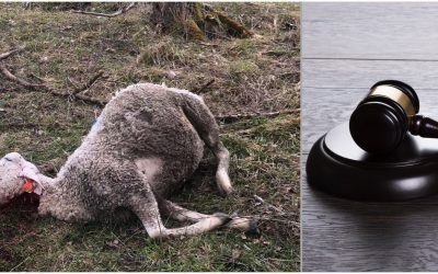 Trots ett stort antal vargdödade får blir det ingen skyddsjakt i Sjundareviret. Detta står klart efter en dom i kammarrätten. Foto: Privat/Mostphotos