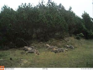 Fem av de åtta stora vargvalparna på Jylland fångades på bild av en viltkamera i oktober 2017. Då var kullen fortfarande samlad. Foto: DCE/Naturhistorisk museum