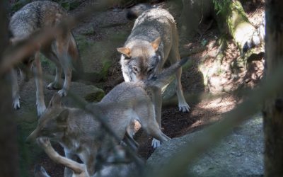 Foto i hägn: Olle Olsson