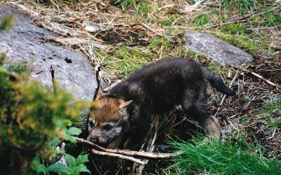 Skandulvs forskare har under våren tittat på vargvalpar i fyra svenska vargrevir.