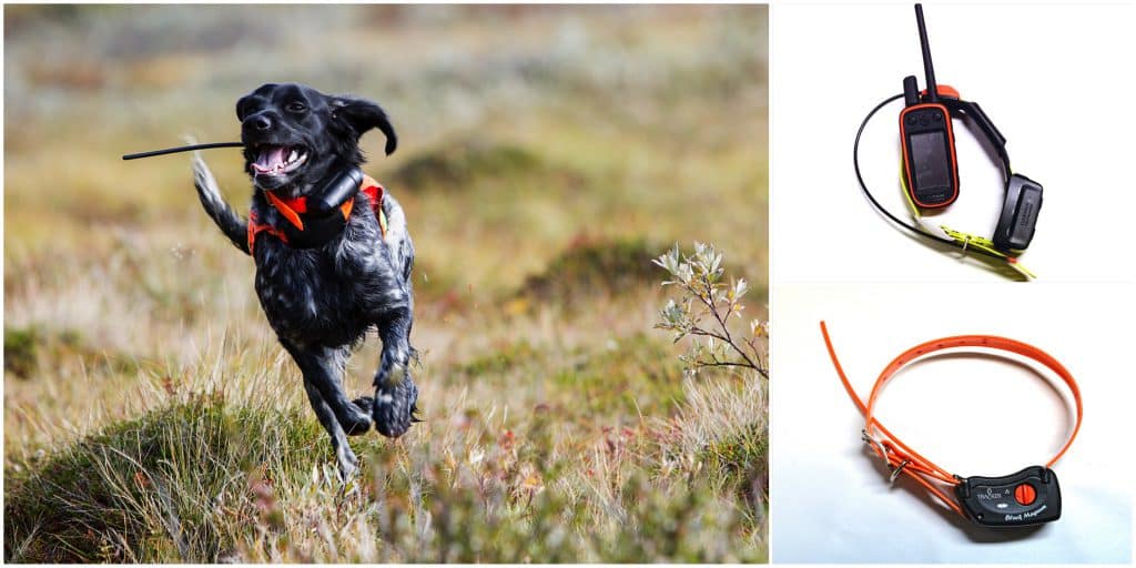 Svensk Jakt går igenom för- och nackdelar med de båda hundpejlsystemen. Foto: Olle Olsson & Lars-Henrik Andersson