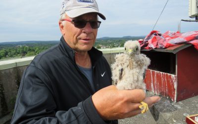 Assistent vid ringmärkningen är Mats Grönberg, Länghem. Han har stenkoll på tornfalksholken från sitt köksfönster. Foto: Lennart Appelqvist