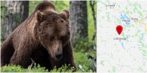 Det var i samband med jakt i Lillhärdal som jägaren skadades av en björn.