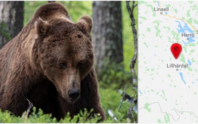 Det var i samband med jakt i Lillhärdal som jägaren skadades av en björn.