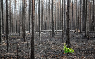 Branden i Enskogen ödelade enorma värden.