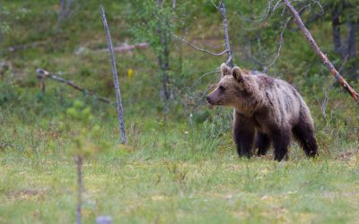 Licensjakten på björn inleddes den 21 augusti. Foto: Mostphotos