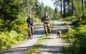 Det är dags för björnjägarna i den västra delen av Gävleborgs län att göra patron ur.