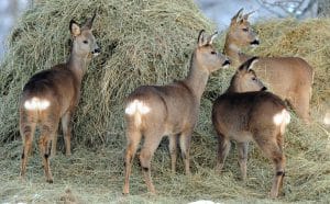 En vanlig syn om vintern ett vanligt år. Efter torkan blir det emellertid mycket svårt för jägarna att få köpa ensilage till viltfoder.