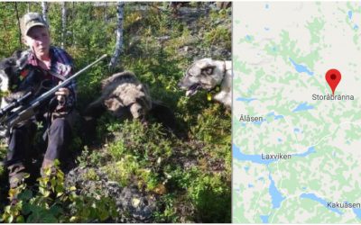 Albin Brenje med björnen han fällde under uppsiktsjakt i Storåbränna. Foto: Privat