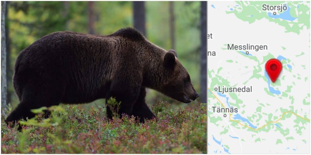 En jägare har rivits av en björn i samband med jakt i Härjedalen.
