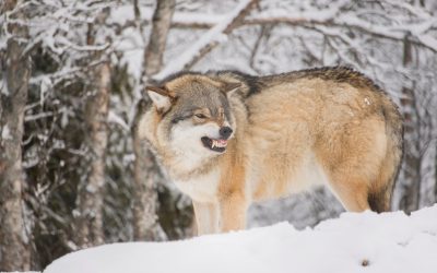 Den hårt inavlade vargstammen på Isle Royal i norra USA ska räddas genom inplanteringar av nya vargar.