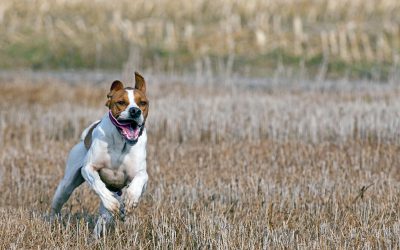 Jakten ställer hårda krav på hunden. För att klara dessa uppgifter krävs en väl sammansatt kost, så att hund­ens närings­behov tillgodoses. Foto: Jan Henricson