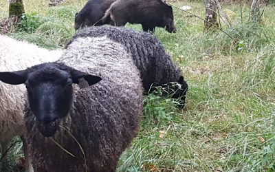 I tio dagar gick får och vildsvin i samma hage. Foto: Paul Eknöland