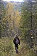 Du hittar järpen i den glesa granskogen, gärna med inslag av lövträd och bäckar eller åar. Bäst är jakten i slutet av september till mitten av oktober. I alla fall i norra Sverige.