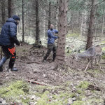 Se när jägare räddar dovhjort ur dödsfälla
