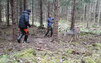 Stillbild från filmen när dovhjorten räddas av jägare.