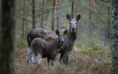 Enligt älgobsen efter de första dagarnas jakt i landets södra hälft pekar reproduktionen nedåt i många län.