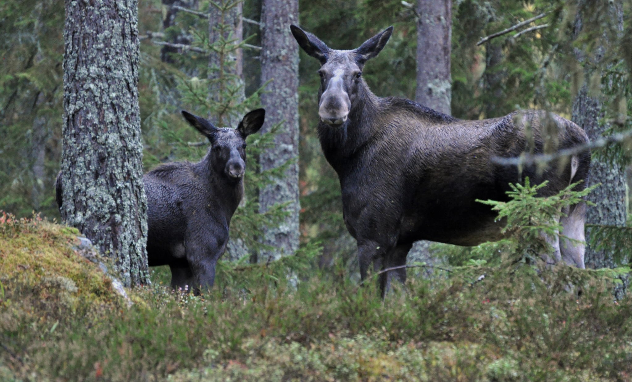 Älgkalvarna rasar i vikt i Götaland. Hösten 2000 var medelslaktvikten på en kalv 65 kilo. Den här hösten är siffran nere på 52 kilo.
