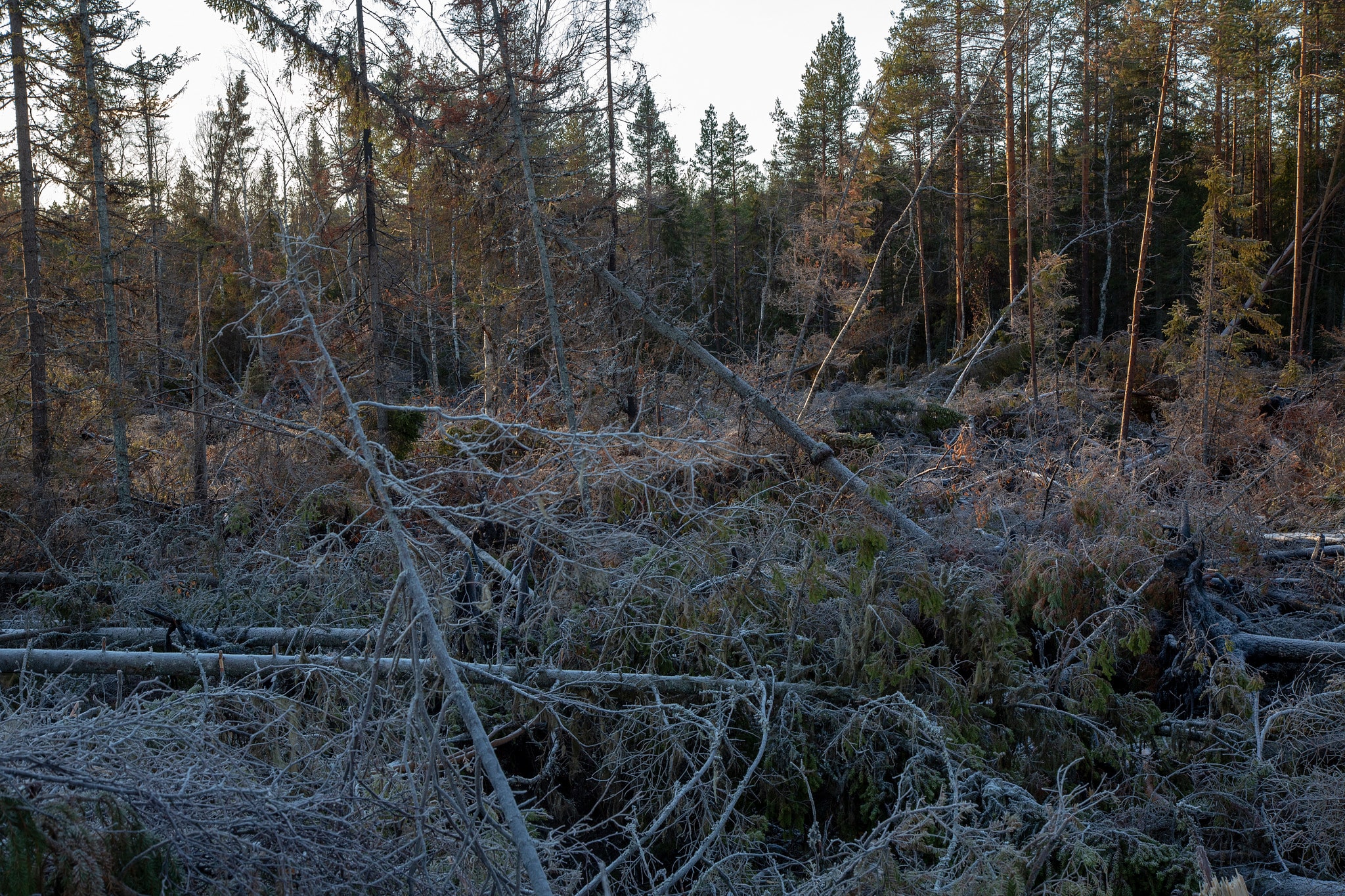 Massor av skog har förstörts av flygplanens vattenbombningar.