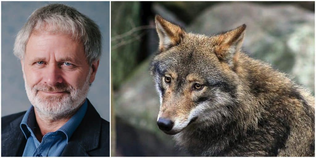 Politikerna måste ställa sig frågan varför berörda är missnöjda med rovdjurspolitiken, menar Mats Forslund vid WWF.
