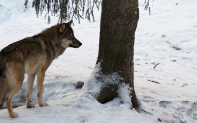 Foto i Lycksele Djurpark: Lars Nilsson