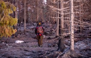 Älgjakten har redan kunnat inledas i de hårdast drabbade brandområdena i Hälsingland.