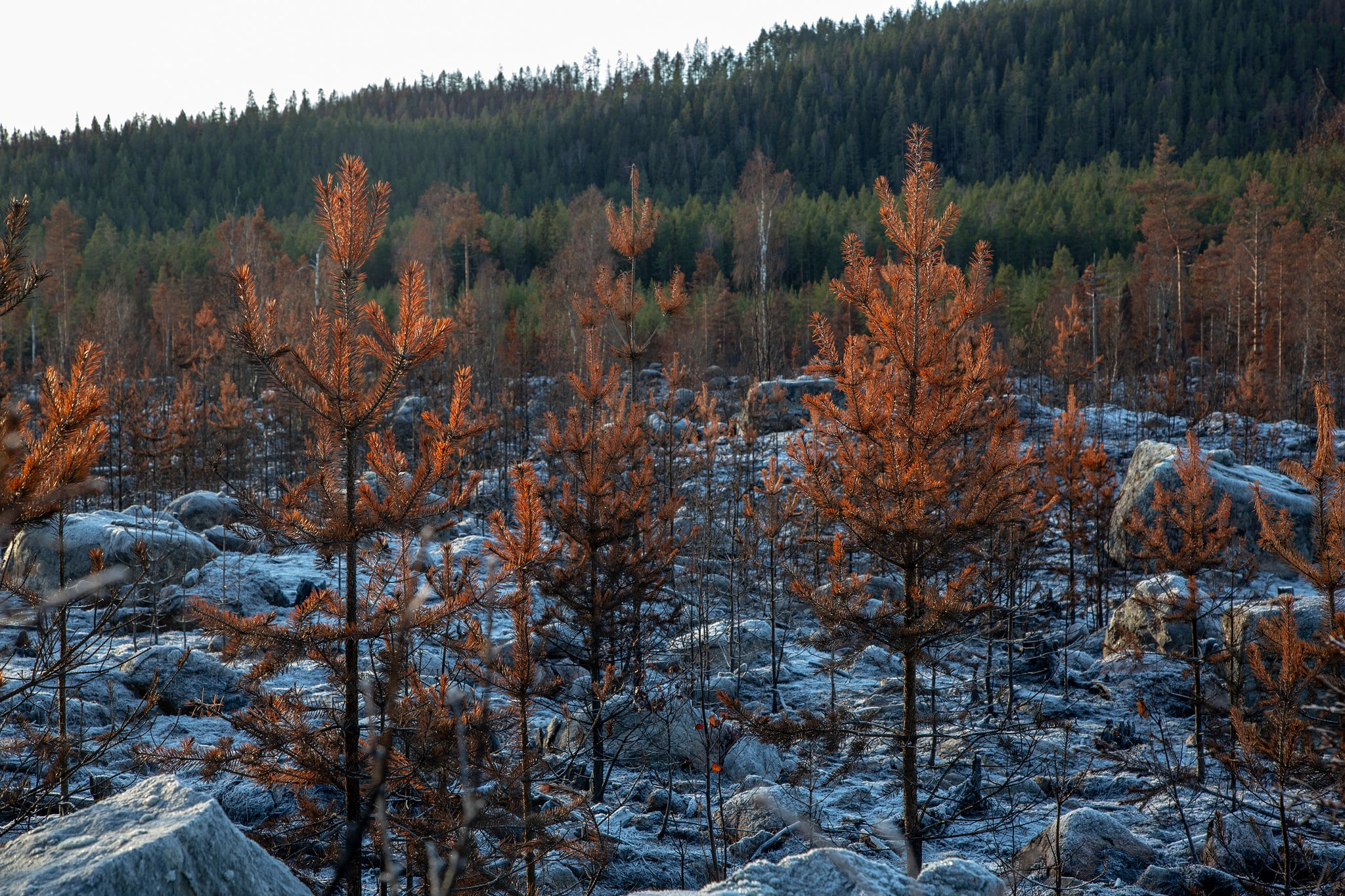 Något vinterfoder för älg att tala om finns inte i de eldhärjade områdena för såväl bärris som det mesta av ungskogarna är uppbrända. 