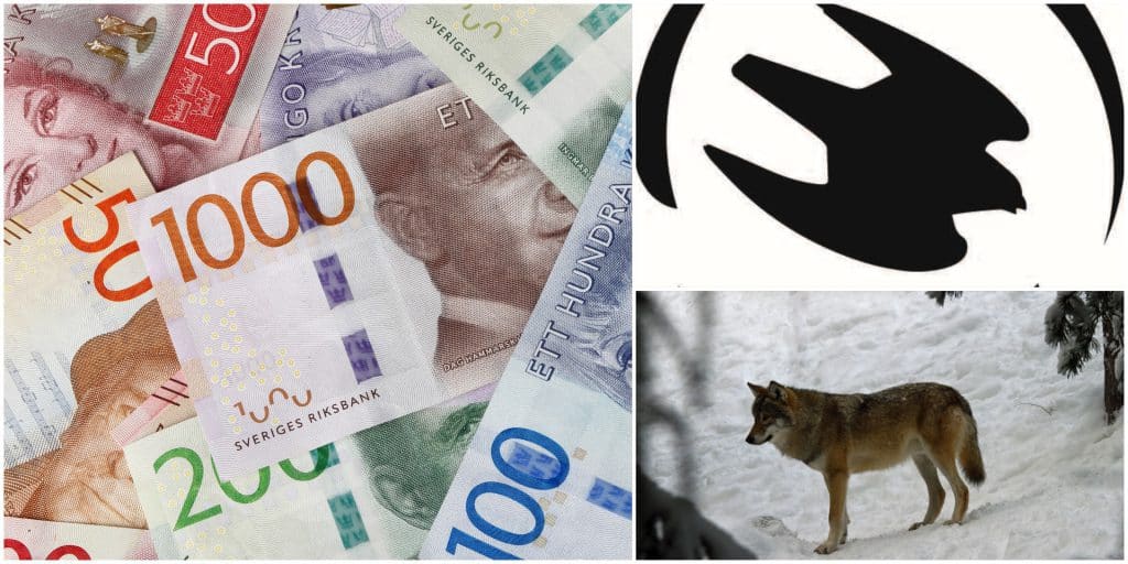 Naturvårdsverket fortsätter att ge stora ekonomiska bidrag till Naturskyddsföreningens arbete med att bevaka licensjakten på varg. Foto: Mostphotos & Lars-Henrik Andersson