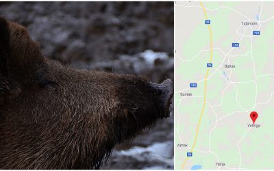 En jägare har skadats svårt av ett attackerande vildsvin. Foto: Mostphotos