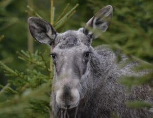 Naturvårdsverket anser att det är angeläget att minska betesskadorna i skogen.