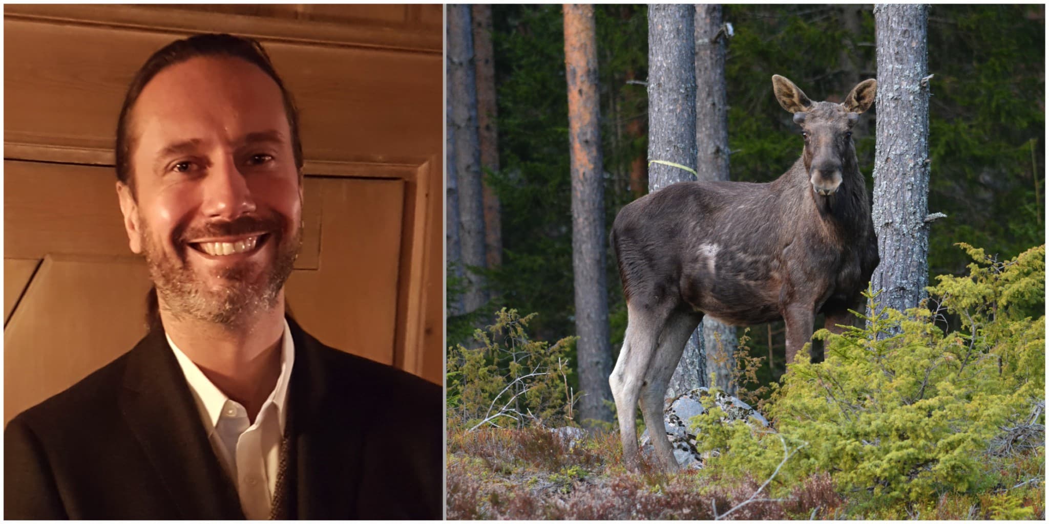 Carl-Johan Lindström, Naturvårdsverket, menar att älg orsakar omfattande skador i skog och trafik. Foto: Leif Andersson & Johnny Olsson