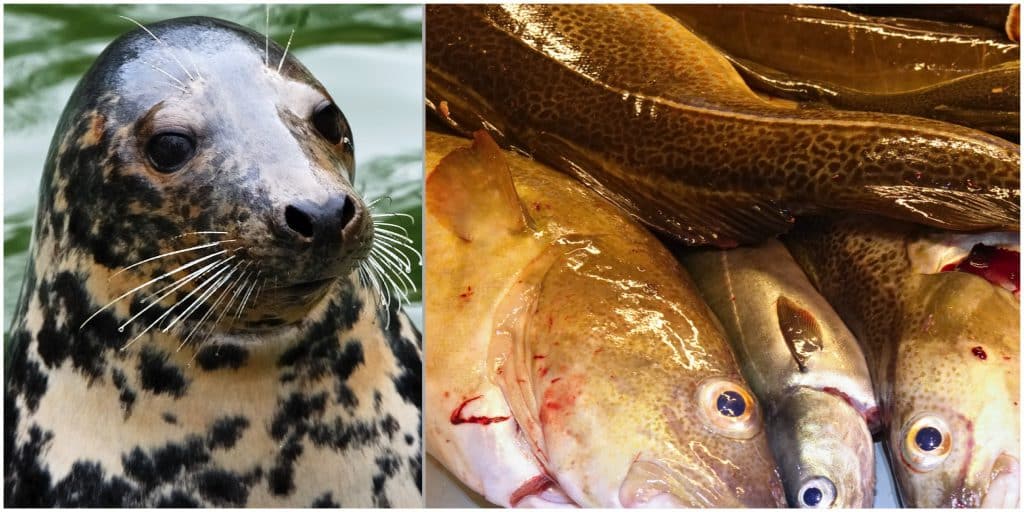 Forskarna vid Stockholms universitet anser att miljöförändringar och fiske har reducerat torskpopulationen mer än av vad sälarna gjort. Foto: Mostphotos