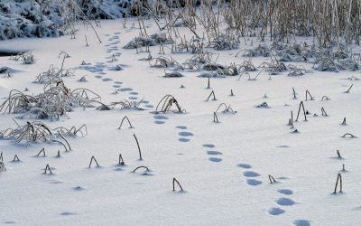 Lodjursspår.