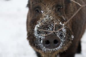 Om afrikansk svinpest bryter ut i Sverige är det med största sannolikhet vildsvin som drabbas först. Om insekter som suger blod från sjuka djur som hamnar i tamgrisars foder kan överföra viruset är oklart.