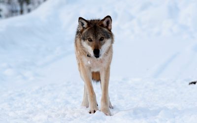 Skyddsjakten på en varg i Tossåsens sameby stoppas av domstol.