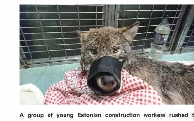 Skärmavbild från webbplatsen Estonian world.