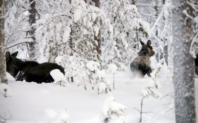 Holmen och Sveaskog överklagar länsstyrelsens nedbantade skyddsjaktbeslut på älg till Naturvårdsverket.