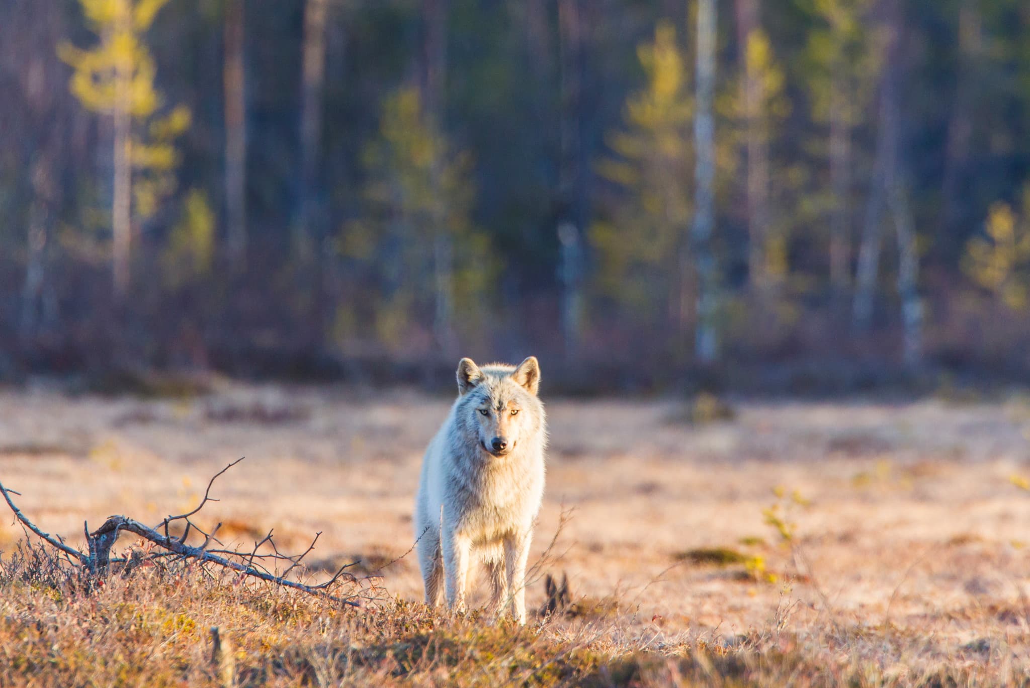 De danska forskarna ser inte hundiblandning i vargpopulationen som ett problem, eftersom icke ändamålsenliga hundegenskaper selekteras bort i naturen.