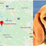 Beaglen dödades av varg i samband med rådjursjakt i Hornsö ekopark. Arkivfoto: Mostphotos
