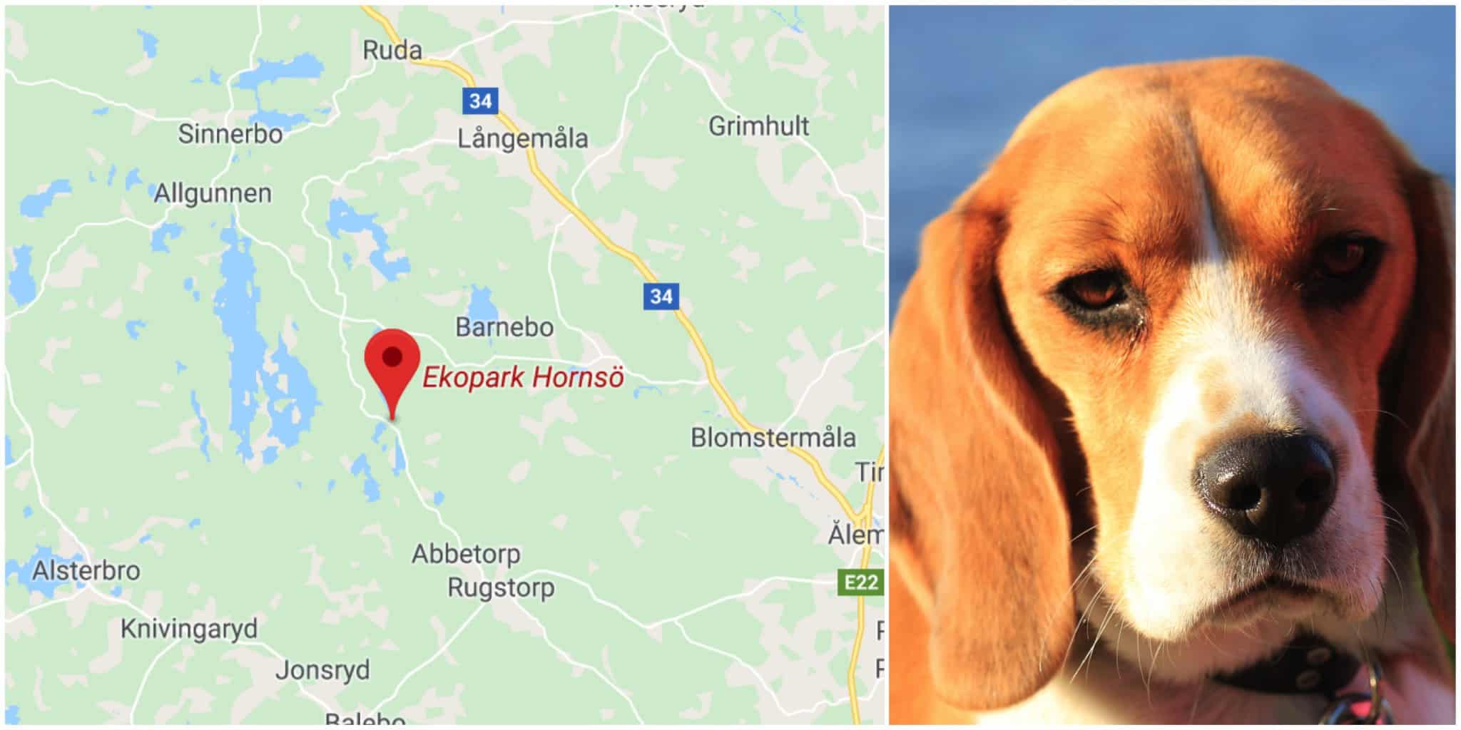 Beaglen dödades av varg i samband med rådjursjakt i Hornsö ekopark. Arkivfoto: Mostphotos